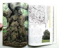 樹 : 東京の巨樹