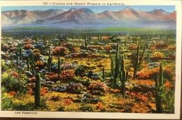 絵葉書　861:-Cactus and Desert Flowers in California