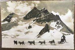 絵葉書　Jungfraujoch 3457m mit Jungfrau. Polarhunde gegen das Mönchsjoch.