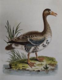 A Natural History of Uncommon Birds. (1743-1751) より　The Linghing Goose.  「珍奇鳥類史」 より   ジョージ・エドワーズ（イギリス鳥類学の父） 手彩色銅版画 マット、額付