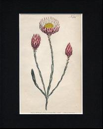 C-3: W.カーティスの植物プレート   S.エドワーズ画   F.サンソム刻
 手彩色鋼版 マット付　