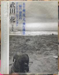 シーサイド・バウンド　水平線、波、犬、飛行機雲　一瞬の砂浜のアドリブセッション　武田花写真集