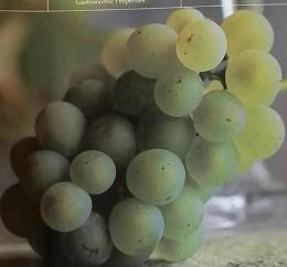 Winart　2007年5月　ブドウ品種の基本
