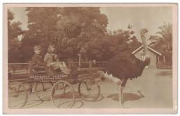 N23121136〇戦前絵葉書 ・Los Angeles Ostrich Farm Opposite Lincoln Park ロサンゼルス・ダチョウ農園 リンカーン公園の向い側　○和本古書古文書