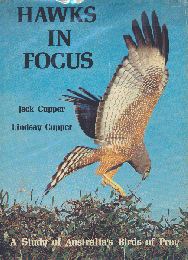 Hawks in Focus