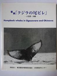 事典 「クジラの尾ビレ」 : 小笠原・沖縄