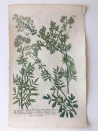 パセリの仲間の図譜　ヴァインマン『薬用植物図譜（1737-45年）』より　