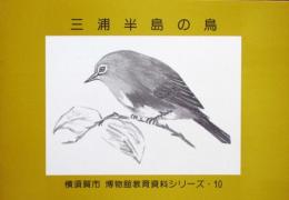 三浦半島の鳥