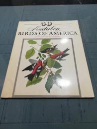 Ａudubon  BIRDS OF AMERICA～LARGE POSTER SIZE 50 SUITABLE FOR FRAMING