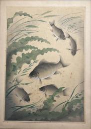 大日本魚類画集　ふな　【麥風】の署名・印なし
