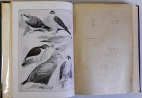 日本鳥類図説　上下巻2冊揃