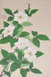 日本の花こよみ Floral Calendar of Japan  分売13  クチナシ 7月