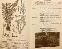 【英語 植物学洋書】 中間植物 『Intermediate botany』