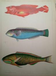 『ペリー提督日本遠征記』石版画　「琉球近海のカラフルな魚」