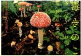 毒きのこ
