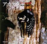 アカゲラ : キツツキの森へ ＜日本の野鳥＞