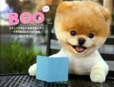 BOO : イヌのBOOのフォト日記 : テディベアみたいなポメラニアン