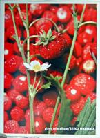 松田聖子ピアノ・ソロ・アルバム : やさしく弾ける