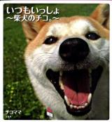いつもいっしょ : 柴犬のチコ。