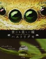 世にも美しい瞳ハエトリグモ