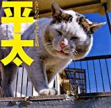 平太 : なにわのぶちゃいどる猫