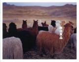 ペルーアルパカ = PERU ALPACA : Location shooting 3rd august-9th august 2012 ＜無印良品＞
