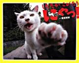 したたかこびたりにゃっ!