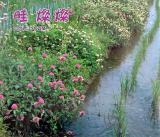 畦燦燦 : 足立君江写真集 ＜Bee books＞