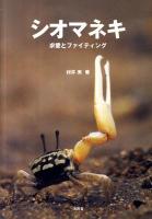 シオマネキ : 求愛とファイティング