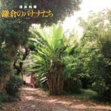 鎌倉のバナナたち