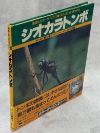 シオカラトンボ