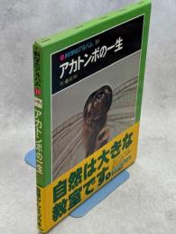 アカトンボの一生