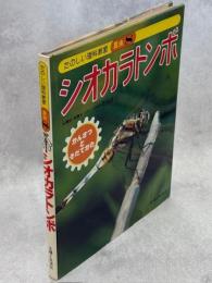 シオカラトンボ