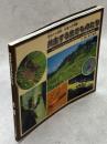 共生する生きものたち : クロシジミとクロオオアリの相利共生
