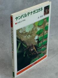 ヤンバルテナガコガネ : 日本最大の甲虫