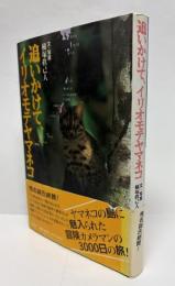 追いかけて、イリオモテヤマネコ