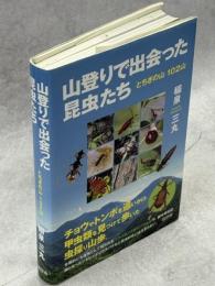 山登りで出会った昆虫たち