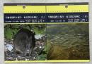 生物多様性と保全 奄美群島を例に (上)(下) <鹿児島大学島嶼研ブックレ...