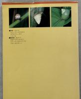沖縄の海の貝・陸の貝 : 生態/検索図鑑
