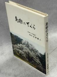 島根のさくら