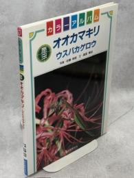 オオカマキリ : ウスバカゲロウ