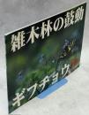 雑木林の鼓動・ギフチョウ