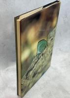 Butterflies of the Neotropical Region PartⅦ　Lycaenidae