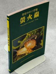 黒暗中的小燈籠　蛍火蟲