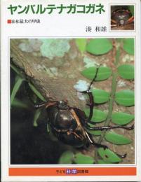 ヤンバルテナガコガネ : 日本最大の甲虫