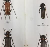 日本産カミキリ大図鑑(日本鞘翅目学会) / 古本、中古本、古書籍の通販