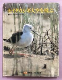 セイタカシギ大空を飛ぶ : 荒地に生まれた4つのいのち