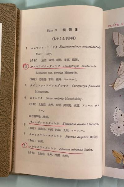 分類原色日本昆虫図鑑6、7、10、11(鱗翅目4冊揃)(加藤正世