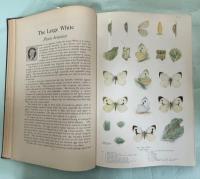 Natural history of British Butterflies : a complete, original, descriptive account of the life-history of every species occurring in the British Islands, together with their habits, time of appearance, and localities. And illustrated