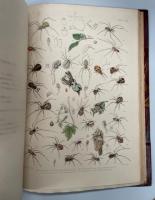 A history of the spiders of Great Britain and Ireland